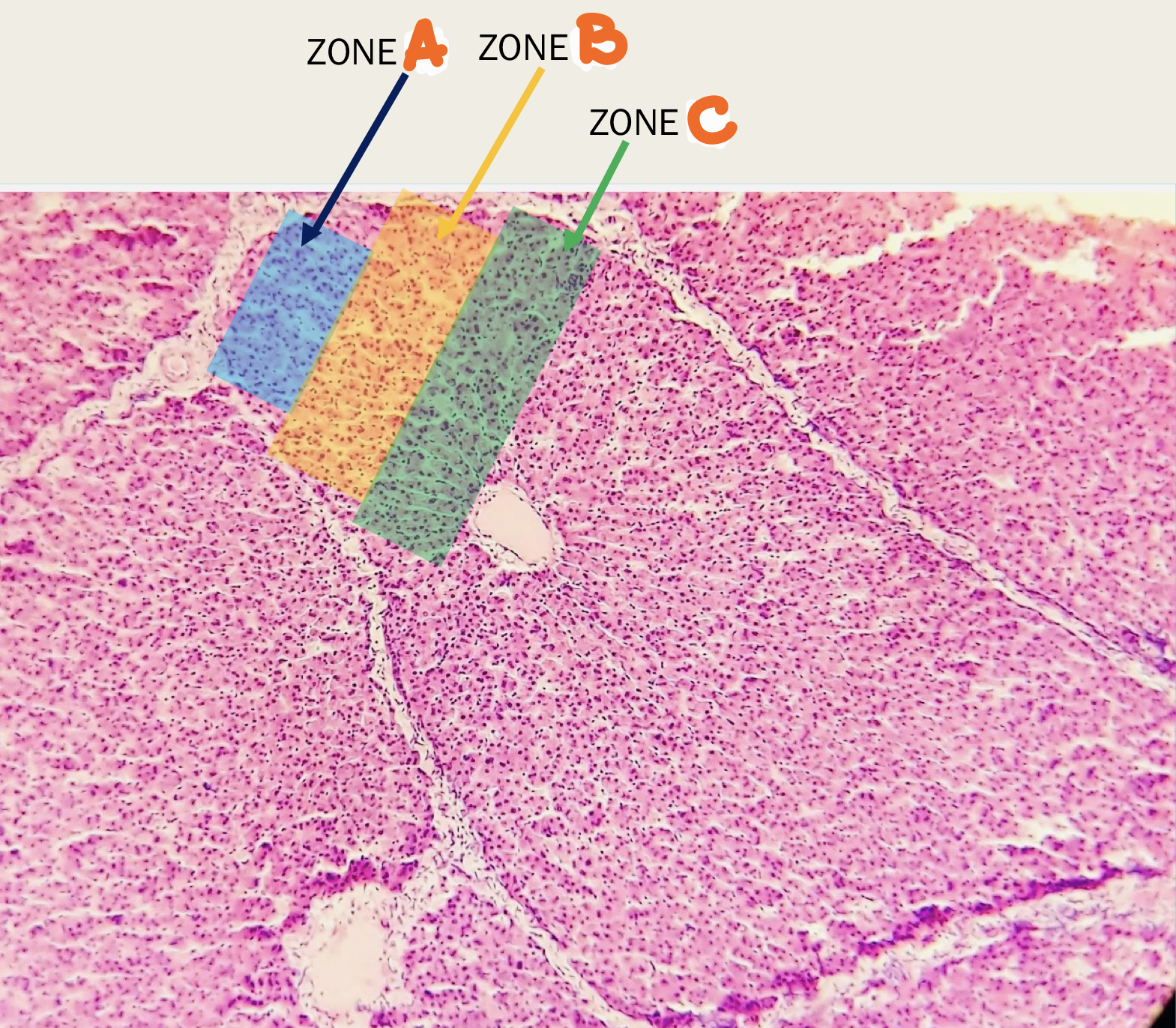 <p>Identify the structure</p>