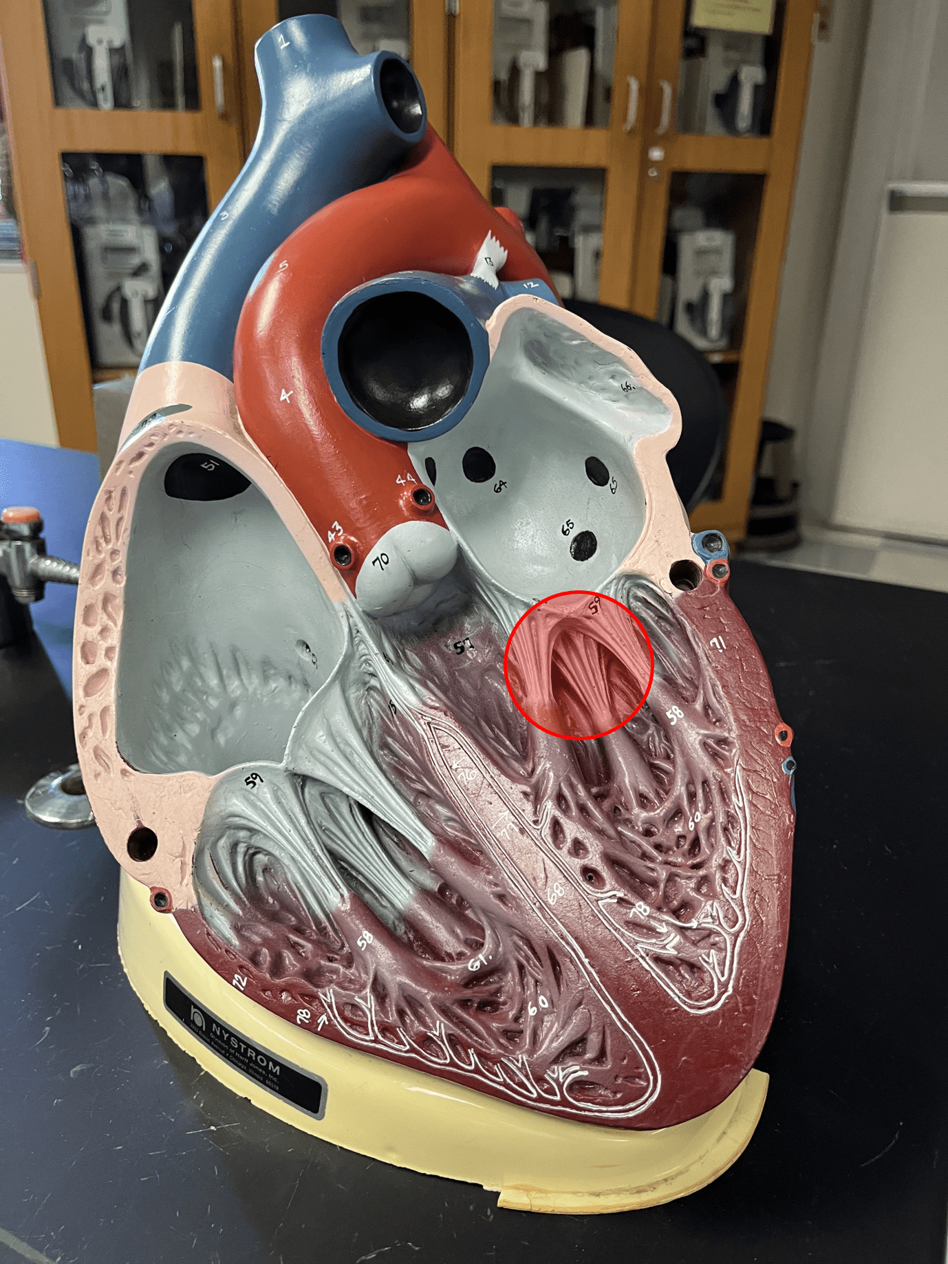 • String-like cords of connective tissue that prevents prolapse of the atrioventricular valves.

• Anchored by the papillar muscles.

• Located in the ventricles of the heart.