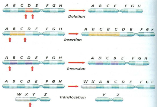 <p><span><span>What are the four types of chromosomal mutations?</span></span></p>