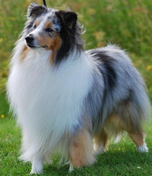<p>Shetland Sheepdog</p>