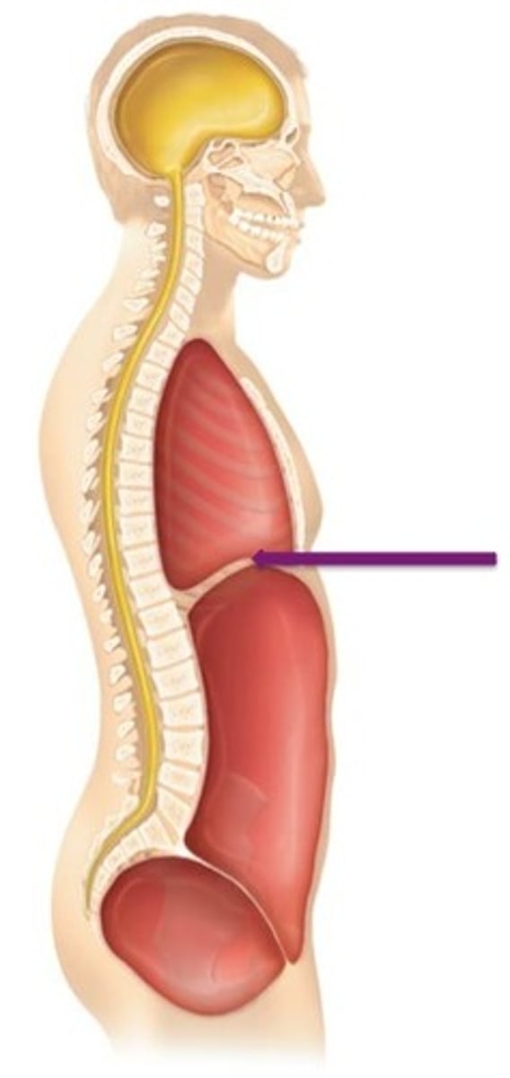 <p>Label the cavity in which the arrow is pointing.</p>
