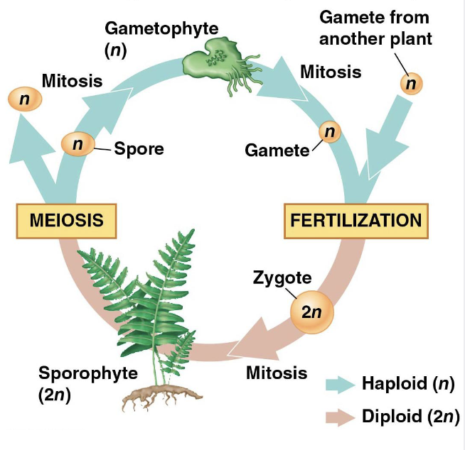 <p>They alternate between gametophytes (n) and sporophytes (2n). </p><ol><li><p>A gamete and a different plant’s gamete meet and fertilize to make a zygote</p></li><li><p>a zygote develops into a sporophyte (2n)</p></li><li><p>sporophyte goes through meiosis and releases spores</p></li><li><p>spore develops into a gametophyte (n)</p></li><li><p>gametophyte makes a gamete</p></li></ol><p></p>