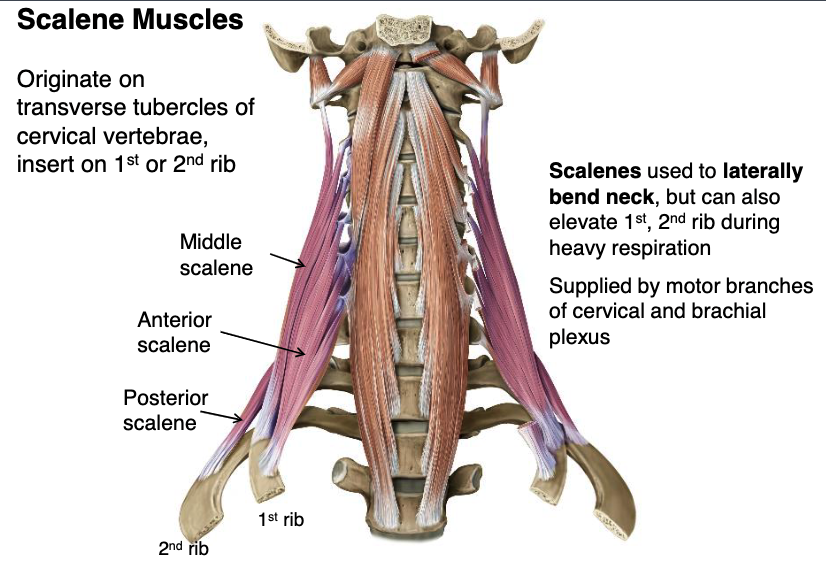 <p>scalene mm.</p>