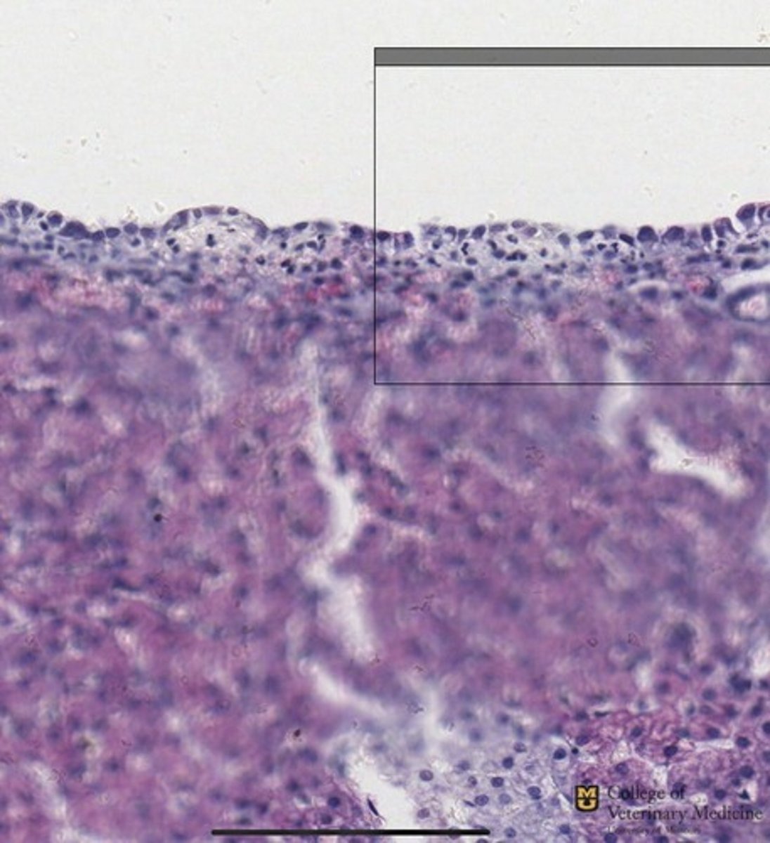 <p>What tissue type is shown?</p>