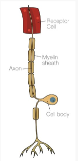<ul><li><p>Found in receptor cells (e.g. eyes and skin)</p></li><li><p>They carry nerve impulses to the spinal cord and brain</p></li><li><p>These nerve impulses are translated into ‘sensations’ (e.g. vision and touch)</p></li><li><p>Not all sensory neurons reach the brain, as some stop at the spinal cord, allowing for quick reflex actions</p></li></ul>