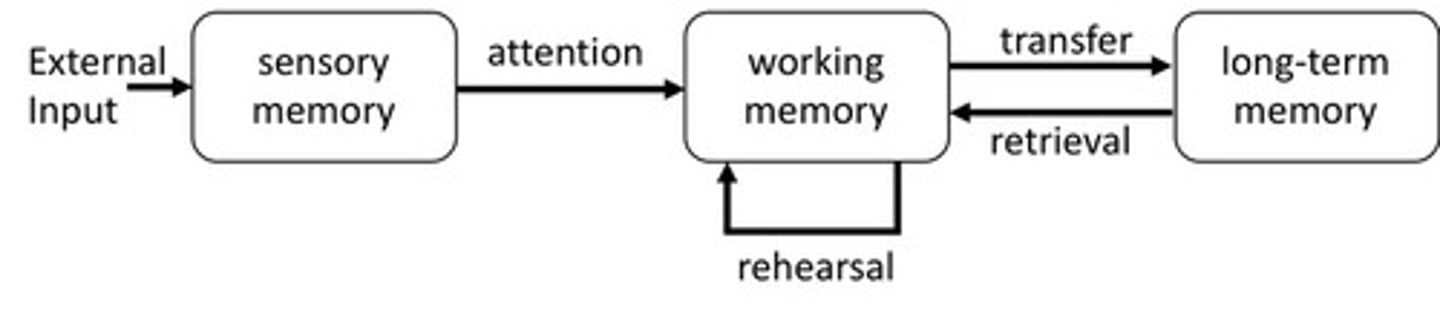 <p>The three separate memory stores and how memories are transferred between each store.</p>