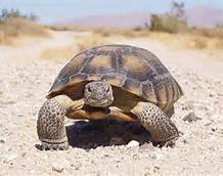 <p>Land tortoise</p>