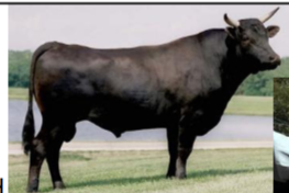 <ul><li><p>Origin: Japan</p></li><li><p>Color: Black</p></li><li><p>Horned</p></li><li><p>Traits: intense marbling, high omega-3 and omega-6 fatty acids</p></li><li><p>Management: regular oil massages to improve fat softness and distribution,&nbsp;</p><ul><li><p>feed beer and other foods to stimulate appetite when cattle are on high energy, low-bulk finishing ration and limited exercise to prevent mouscle toughening</p></li></ul></li><li><p>Kobe beef is produced in Kobe, Japan, and is extremely high quality; can sell for more than $100</p></li></ul><p></p>