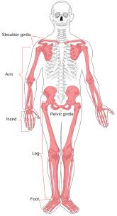 <ol><li><p>Limbs (arms &amp; legs)</p></li><li><p>Pectoral Girdle</p></li><li><p>Pelvic Girdle</p></li></ol><p></p>