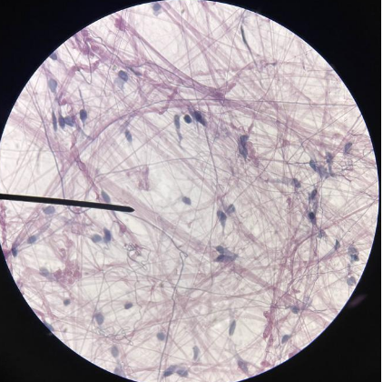 <p>Name this tissue</p>