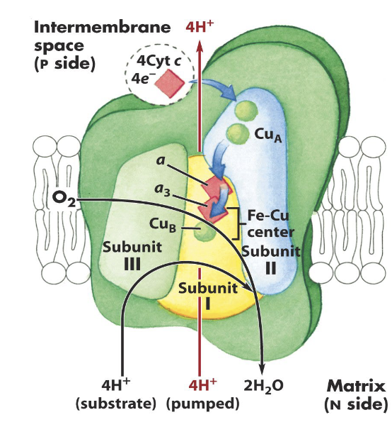 <ul><li><p>Cytochrome c oxidase contains a core of three subunits that contain intermediate electron donors:</p></li></ul><ol><li><p>Two hemes: heme a and a3</p></li><li><p>2 “copper centers”: Cu A and Cu B</p></li></ol><p>Electrons flow from Cytochrome C to CuA and then are transferred to heme a→ heme a3→ CuB</p>