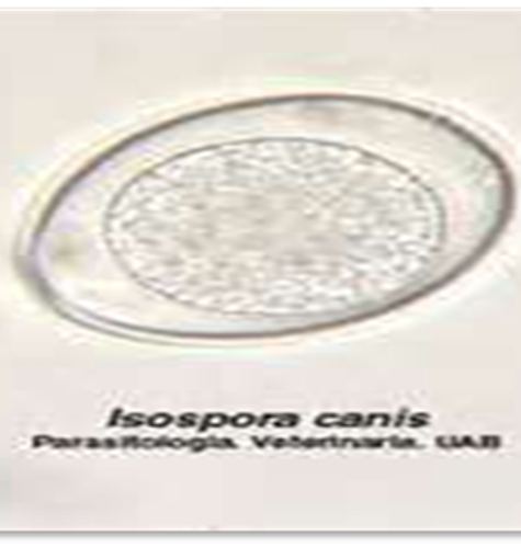 <p>Host: canines, felines, and swine Location: small intestines Transmission: ingestion of oocysts Diagnosis: fecal float of fresh feces and direct smear Clinical signs: loose stool to watery diarrhea, dehydration, even death Treatment: Sulfadimethoxine (albon) Common name: Coccidia Zoonotic? no</p>