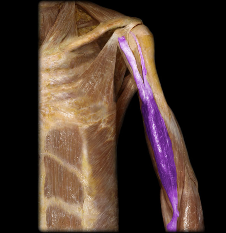 <p>Biceps brachii, long head</p>