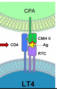 <p>explica los linfocitos T colaboradores</p>