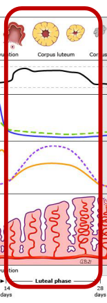 <p><strong>Luteal Phase: Early</strong></p><p>-Begins with __________ and ends with new cycle if the oocyte is ___ fertilized</p><p>-Usually lasts 14 days</p><p>-Ovarian Cycle:</p><ul><li><p>Follicle changes to form ________ ________, which produces large amounts of ___________ to prepare the body for __________</p></li><li><p>Progesterone _________ growth of new follicles&nbsp;</p></li><li><p>Causes ________ in basal body temperature&nbsp;</p></li><li><p>Progesterone _ or more ng/mL confirms ovulation</p></li></ul><p> </p>