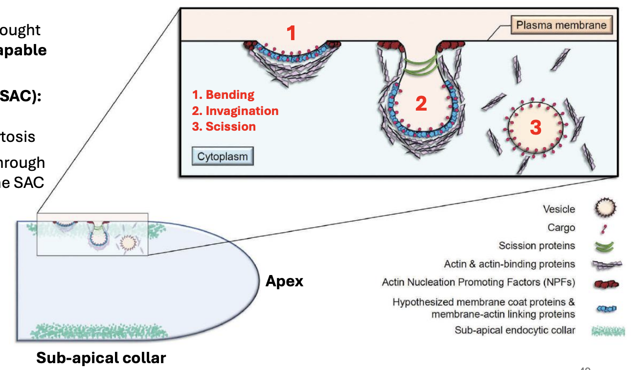 <p><strong><em><u>bis</u></em></strong></p><ol><li><p><strong>Bending</strong></p><ol><li><p>PM begins to bend inward, forming small depression</p></li><li><p>Initiated by recruitment of <u>actin and actin-binding proteins</u> to PM, providing structural support to membrane curvature</p></li><li><p>Cargo molecules bind to PM</p></li></ol></li><li><p><strong>Invagination</strong></p><ol><li><p>Membrane deepens into vesicle-like structure</p></li><li><p>Facilitated by <u>membrane coat proteins &amp; actin nucleation-promoting factors</u> to stabilize curvature and drive invagination</p></li><li><p>Cargo molecules are selectively captured during this stage</p></li></ol></li><li><p><strong>Scission</strong></p><ol><li><p><u>Scission proteins</u>, e.g. dynamin-related proteins, cut neck of invaginated vesicle, releasing into cytoplasm as fully formed endocytic vesicle</p></li><li><p>Vesicle transports cargo for processing / recycling</p></li><li><p>Shed out actin &amp; actin-binding proteins</p></li></ol></li></ol><p></p>