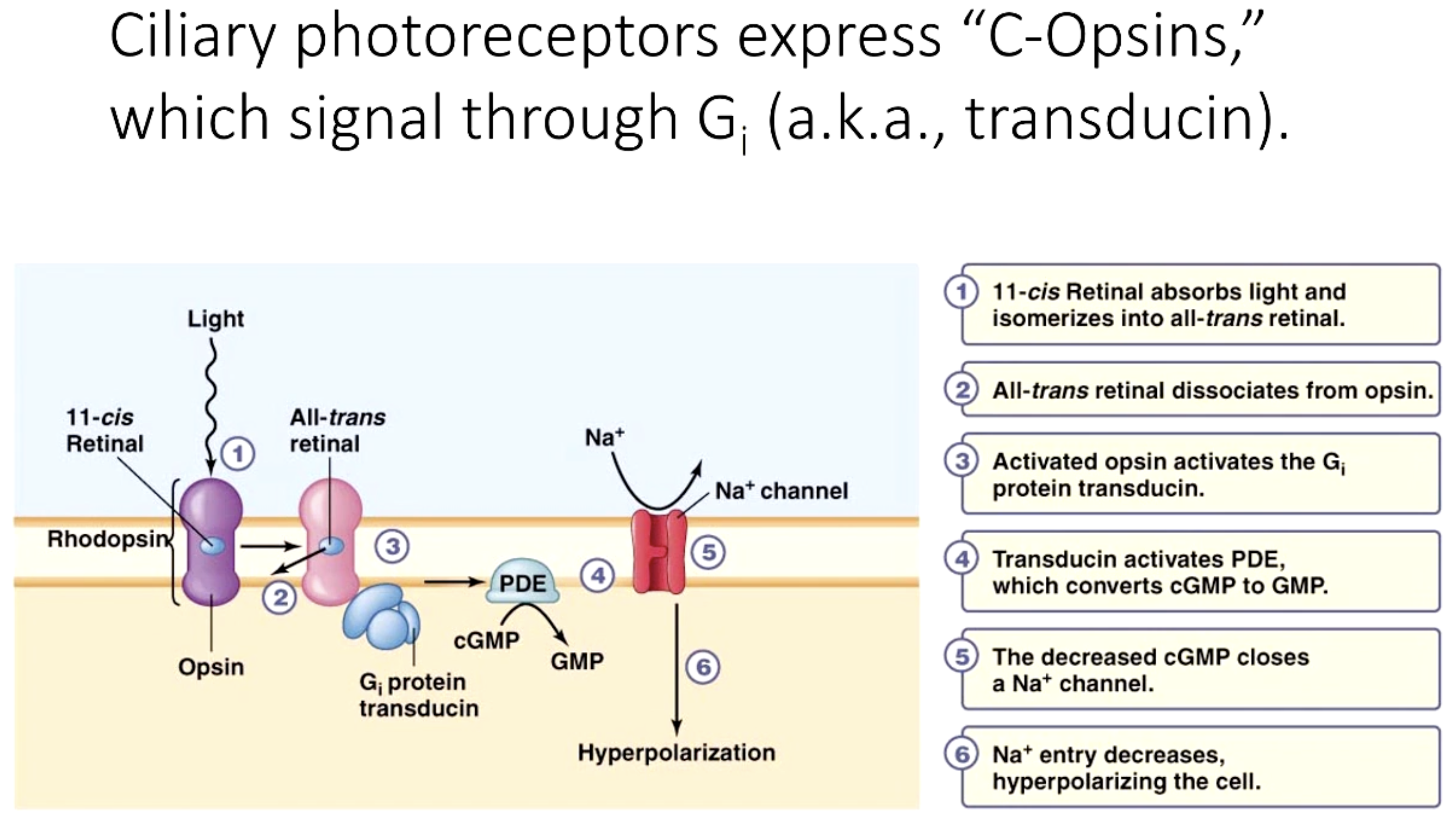 <ul><li><p>C-Opsin</p></li><li><p>Signal through <span style="color: blue;"><strong><span>Gi protein (transducin)</span></strong></span></p></li><li><p>Steps:</p><ul><li><p>Light sensed and absorbed by <span style="color: blue;"><span>cis</span></span><span> chromophore</span>, which becomes <span style="color: blue;"><span>trans</span></span></p></li><li><p><span style="color: blue;"><span>Trans</span></span> disassociates from <span style="color: blue;"><span>Rhodopsin</span></span> - bleached</p></li><li><p><span style="color: blue;"><span>Activated Rhodopsin</span></span> activates Gi protein / Transducin</p></li><li><p><span style="color: red;"><span>Transducin (Gi)</span></span> activates phosphodiesterase (PDE)</p></li><li><p><span style="color: red;"><span>PDE</span></span> converts <span style="color: red;"><span>cGMP</span></span> to <span style="color: red;"><span>GMP</span></span></p></li><li><p>Less cGMP <span style="color: red;">closes</span> <span style="color: blue;"><span>Na+ channels</span></span></p></li><li><p>Na+ entry decreases, <span style="color: blue;"><span>hyperpolarizing</span></span> the cell</p></li></ul></li><li><p>Occurs in cone/rod cilia</p></li></ul><p></p>
