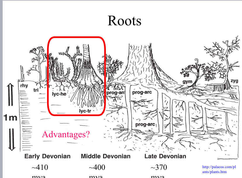 <p>Advantages of roots</p>