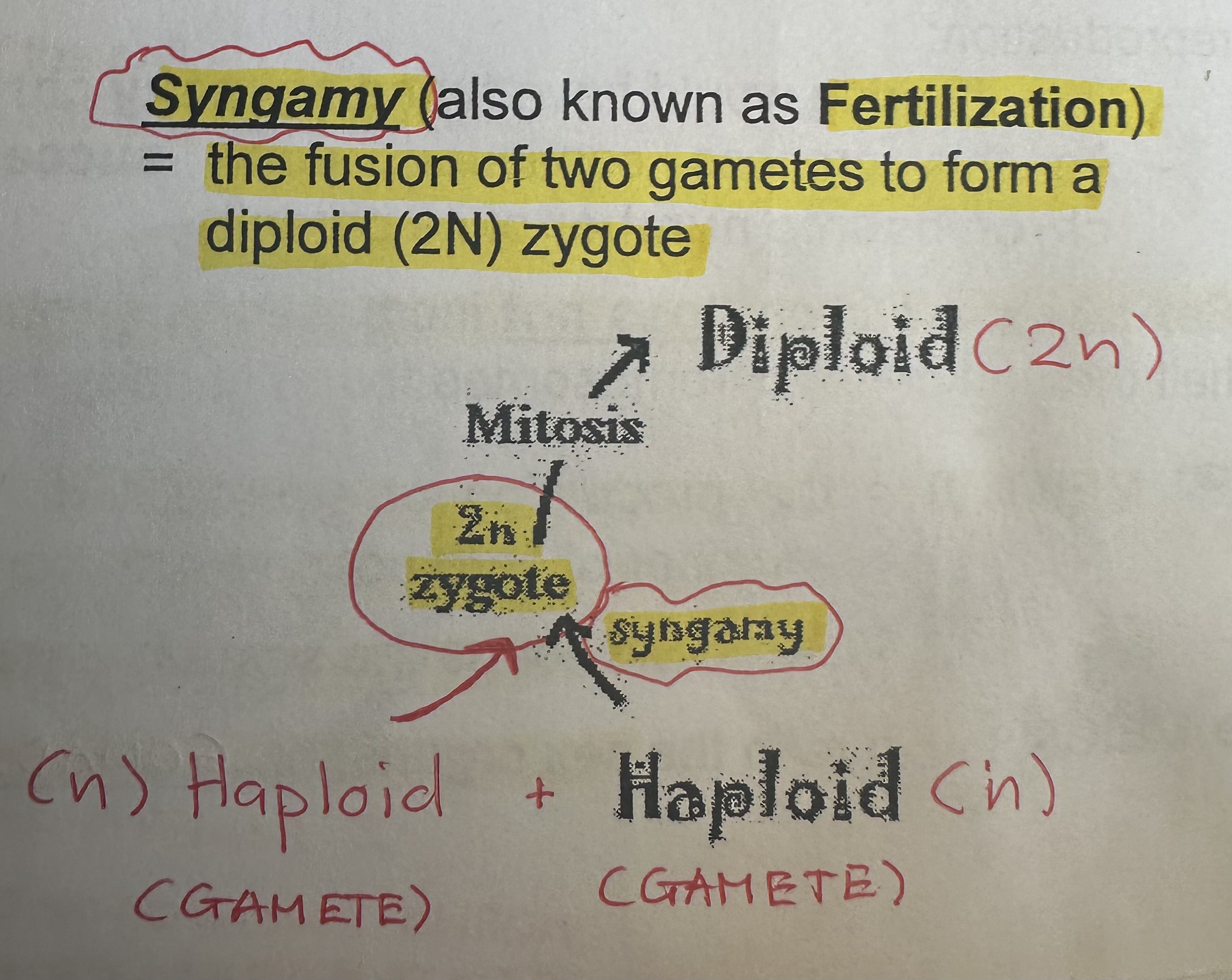 <p>also known as <strong>Fertilization</strong></p><p>The fusion of two gametes to form a diploid (2n) zygote.</p>