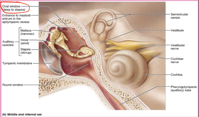 <p><span>a small, oval-shaped opening in the medial wall of the middle ear that serves as a communication pathway between the middle ear and the inner ear's vestibule, specifically where the stapes footplate sits</span></p>