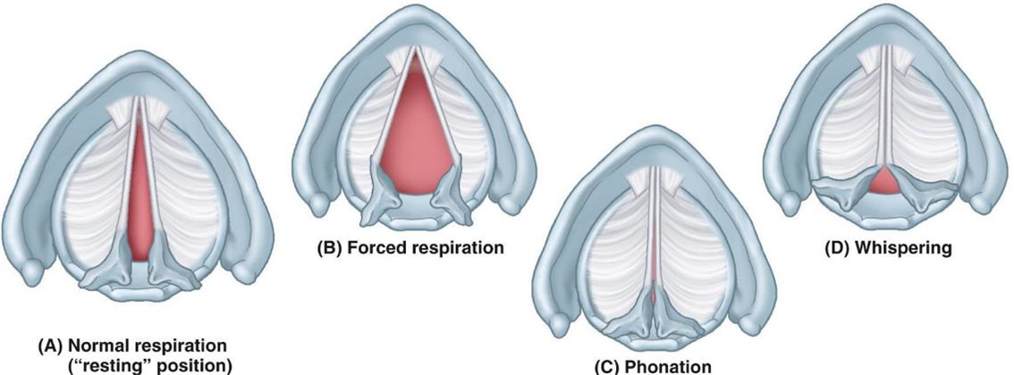<p>How do<strong> laryngeal muscles </strong>contribute to <strong>respiration and speech?</strong></p>