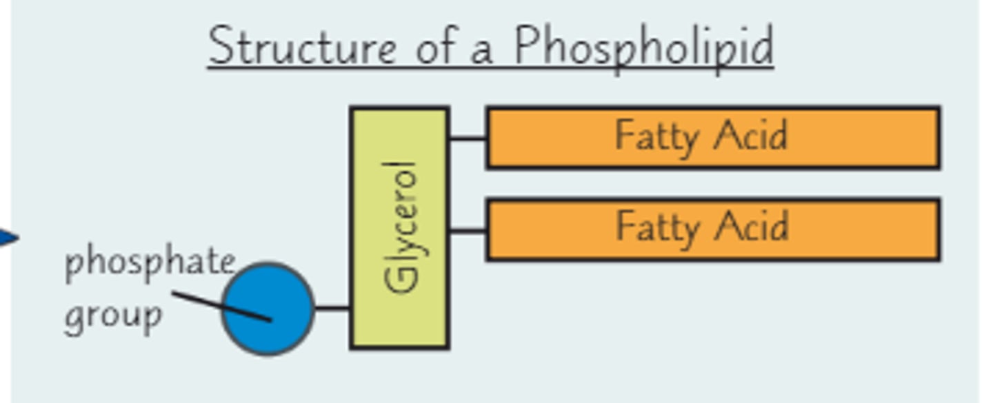 <p>Glycerol, 2 fatty acids, and an inorganic phosphate group</p>