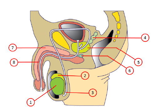 <img src="https://knowt-user-attachments.s3.amazonaws.com/8ed90882-a85d-42b3-a60a-b2ad5d988731.png" data-width="100%" data-align="center" alt="knowt flashcard image"><p>Nomme les chiffres</p>