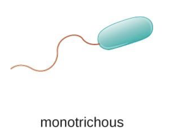 <p>1 flagellum</p>