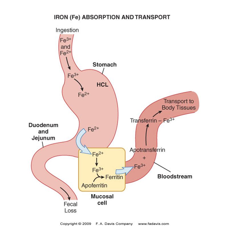 <ul><li><p>Bioavailability of ingested Fe is 5=17%</p></li><li><p>Most dietary Fe is in the Ferric (+3) state → ferrous state (2+) be reductase enzymes like Duodenal <span style="color: red">Cytochrome B (DCYTB)</span> for optimal absorption</p></li><li><p>Fe is carried into the enterocytes of the intestinal lining by<span style="color: red"> Divalent Metal Transporter 1 (DMT1)</span></p></li><li><p>In enterocyte Fe 2+ oxidized to Fe 3+ by Hephaestin</p></li><li><p>Enterocytes can either store Fe as Ferritin <span style="color: red">(apoferritin + Fe 3+</span>) or move into the rest of the body</p></li><li><p>As required by the body, Fe is <span style="color: red">exported by Ferroportin 1 FPN1 </span>across enterocyte membrane</p></li></ul><p></p>