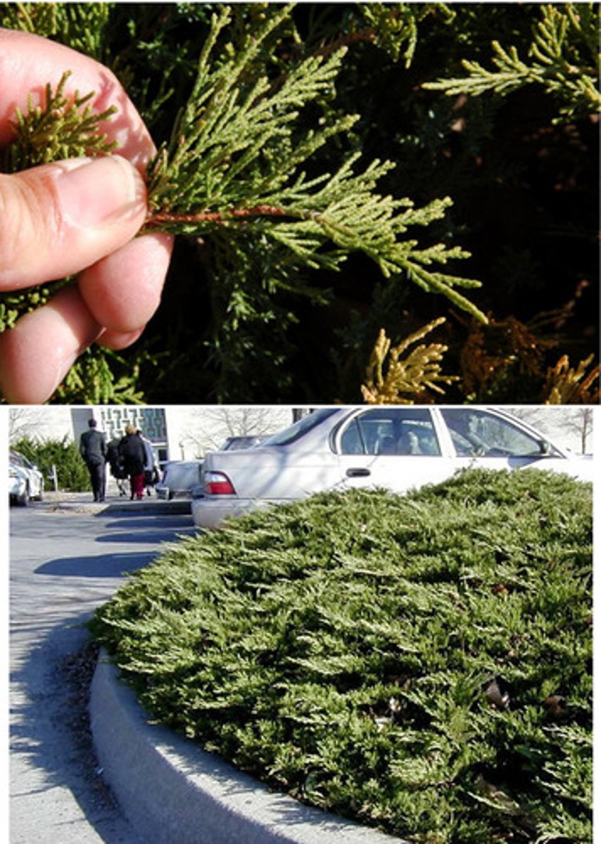 <p>Tam juniper</p>