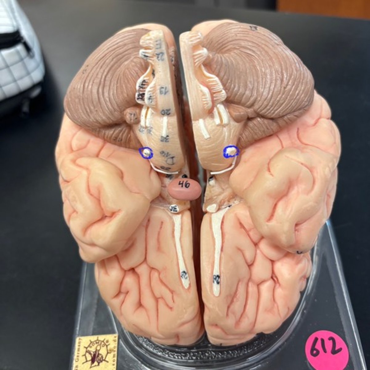 knowt flashcard image