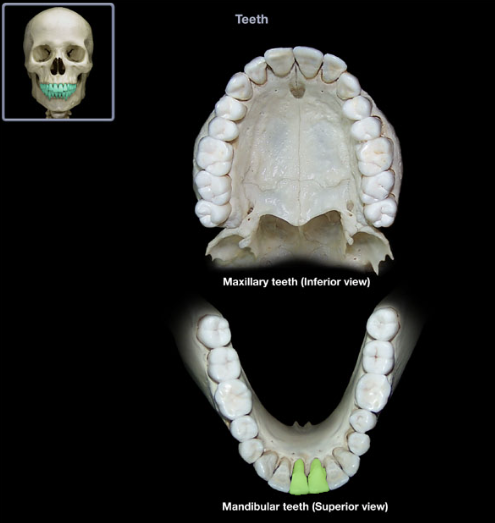 knowt flashcard image