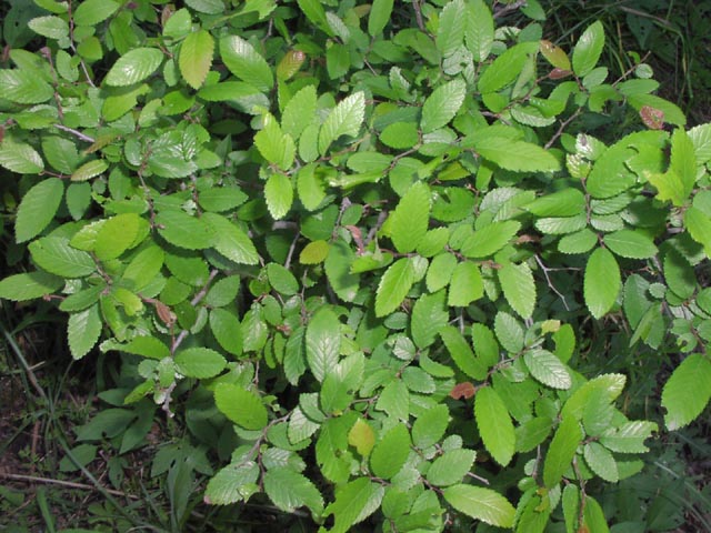 <p>Cedar Elm</p>