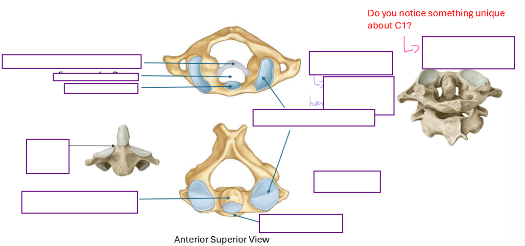 <p>Describe the “Special” Cervical Vertebrae</p>