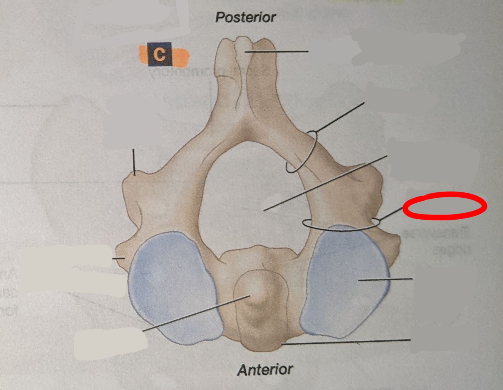 knowt flashcard image