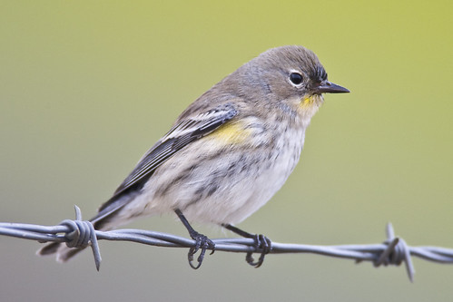chordata, aves