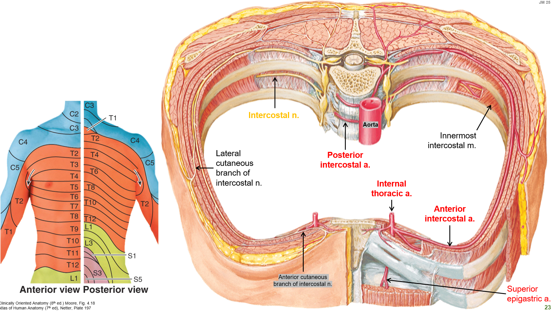 <p>The <strong>intercostal muscles (full thickness—deep) </strong>at each level and the <strong>overlying skin</strong> at each level of the thoracic wall.</p>