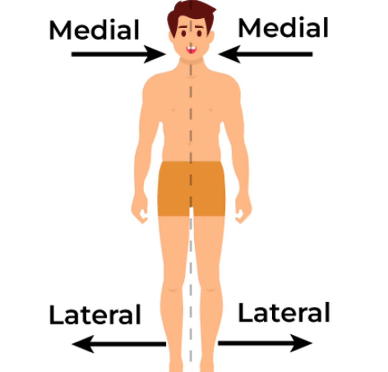 <p>Medial: towards the midline</p><p>Lateral: away from the midline</p>
