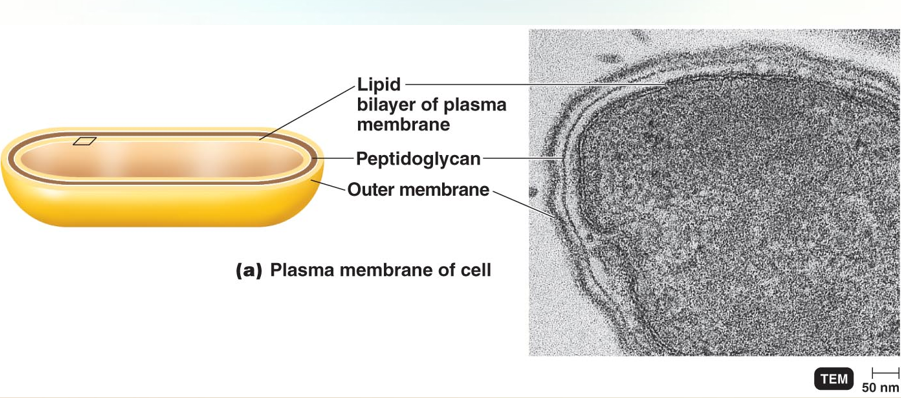 <p>The Plasma Membrane </p>
