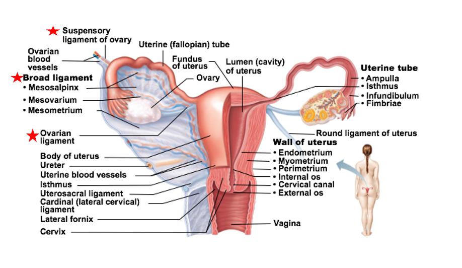 <p>Each ovary has an outer cortex and inner medulla</p><ul><li><p>Cortex is where forming gametes are found</p></li><li><p>Medulla contains blood vessels and nerves that serve ovaries</p></li></ul><p></p>
