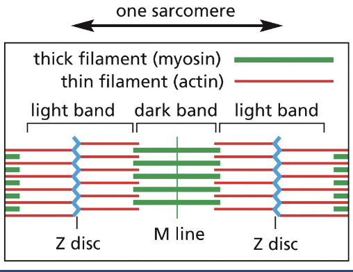 <p>The M-line (midline) is the location of proteins that link adjacent myosin II filaments, each myosin filament has 300 heads.</p><p>When the sarcomere contracts, the myosin filaments slide past one another toward the plus end of actin filaments (movie 16-3)</p>