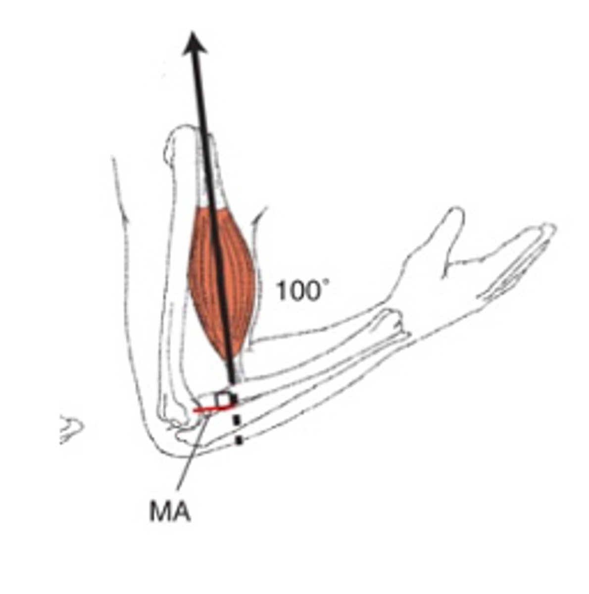 <p>What is the angle between the <strong>line of action</strong> of the muscle (represented by the tendon) and the <strong>long axis of the bone</strong> onto which the tendon inserts (on the side of the joint axis.)?</p><p></p><p>In this picture is 100 degrees! </p>