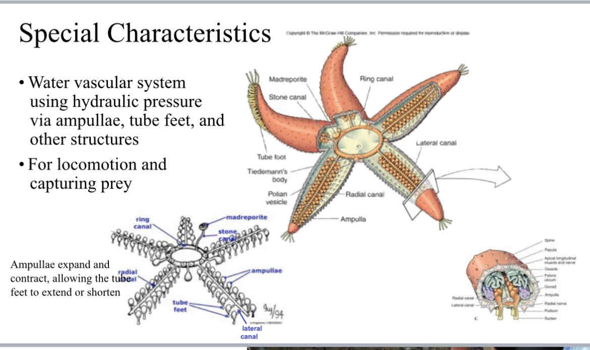 <ul><li><p>tube feet for locomotion and prey</p></li><li><p>Penetration symmetry</p></li><li><p>Regeneration</p></li><li><p>Madreporite (and anus) on aboral surface . Water vascular system</p></li><li><p>Pedicellaria on a aboral surface used for defense and cleaning, act like claws</p></li><li><p>Spines for support and protection</p></li><li><p>Dermal Branchiae: skin gills</p></li><li><p>Carnivores. Eat bivalves by ejecting stomach</p></li><li><p>Ampullae and tube feet involved in water vascular system. Ampullae extend and contract to have feet shorten or extend </p></li></ul>