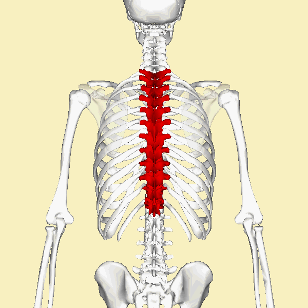 backbone
made up of vertebrae
spine