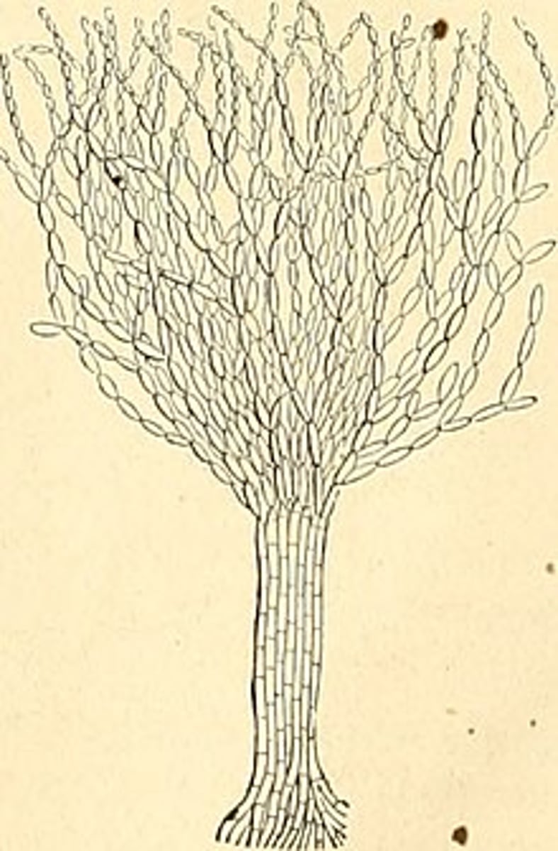 <p>Czym jest koremium?</p>
