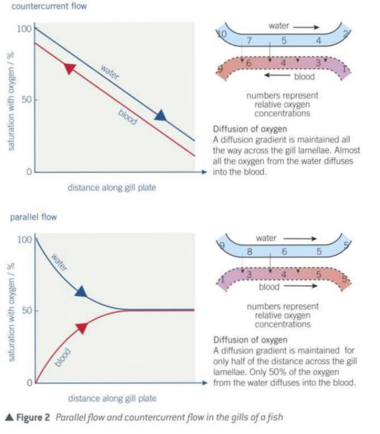 <ul><li><p>The blood and the water that flow over the gill lamellae do so in opposite directions.</p></li><li><p>Blood that is already well loaded with oxygen meets water, which has its maximum concentration of oxygen. </p></li><li><p>Therefore diffusion of oxygen from the water to the blood takes place.</p></li><li><p>Blood with little oxygen in it meets water which has had most, but not all, of its oxygen removed. </p></li><li><p>Diffusion of oxygen from the water to blood takes place.</p></li></ul><p></p>