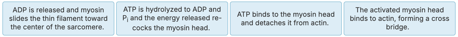 <p><strong>Place the steps that occur during a single cross bridge cycle in the correct order from left to right. </strong></p><p></p>