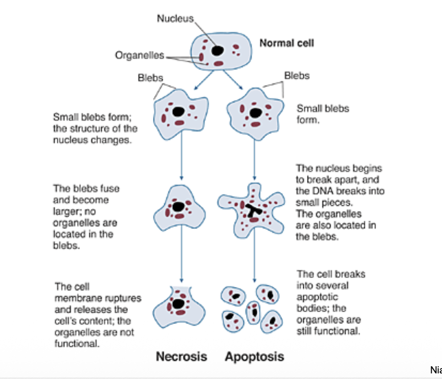 <p>Necrosis is uncontrolled and inflammatory; apoptosis is controlled and noninflammatory</p>
