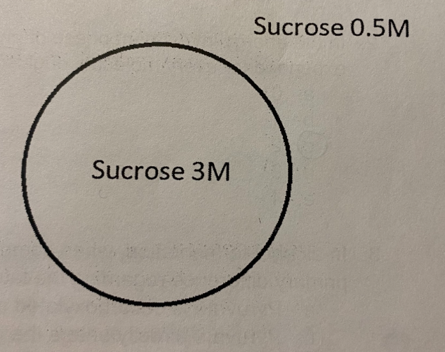 <p>In the picture to the right, the concentration of sucrose (an impermeable molecule) inside and outside of the cell are shown. Use the picture to answer the question: </p><p>The solution is _______ compared to the cell, meaning water will _______the cell and the cell will ________</p><p>A. hypertonic, enter, expand</p><p>B. hypotonic, leave, shrink</p><p>C. hypertonic, leave, expand</p><p>D. hypotonic, enter, shrink</p><p>E. hypotonic, enter, expand </p>