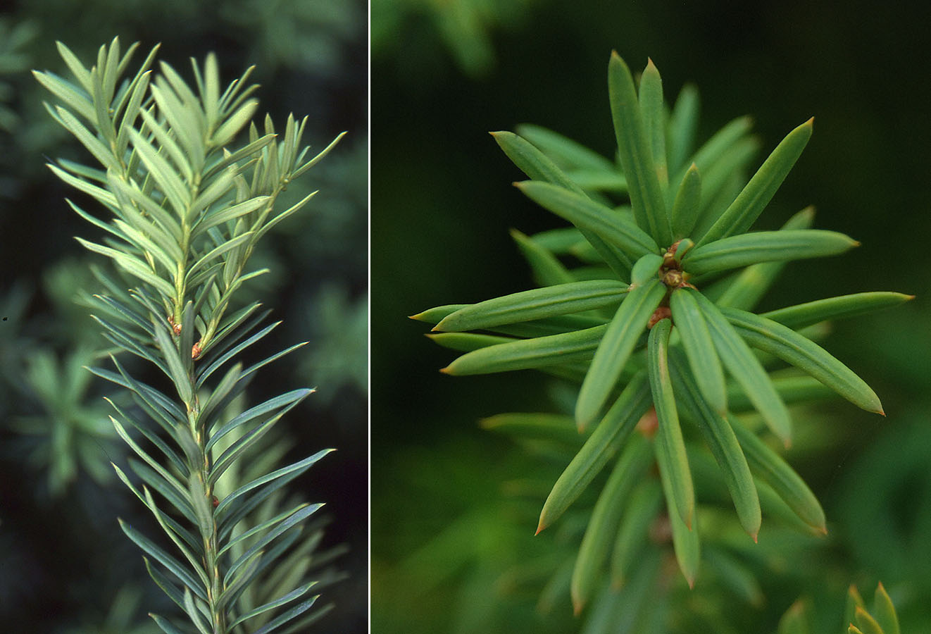 <ul><li><p>landscaping tree</p></li><li><p>needles: soft, flexible, dark green, 2 stomata bands</p></li><li><p>buds: little, light grn</p></li><li><p>repro: seed inside red cup</p></li></ul>